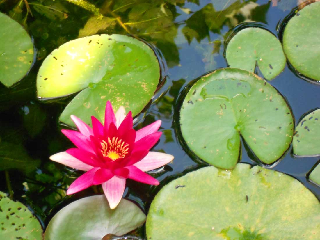 waterlelie