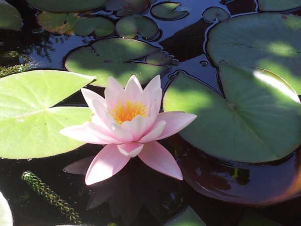 waterlelie4