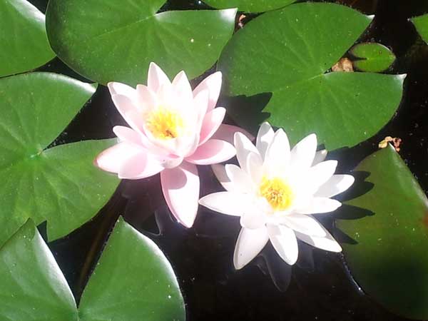 waterlelie6