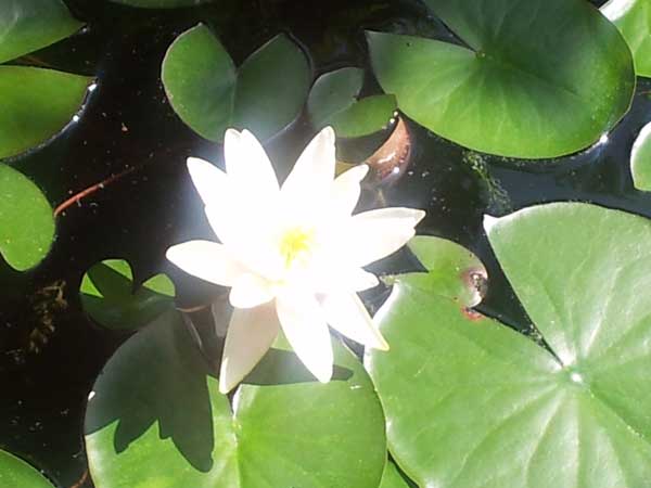 waterlelie7